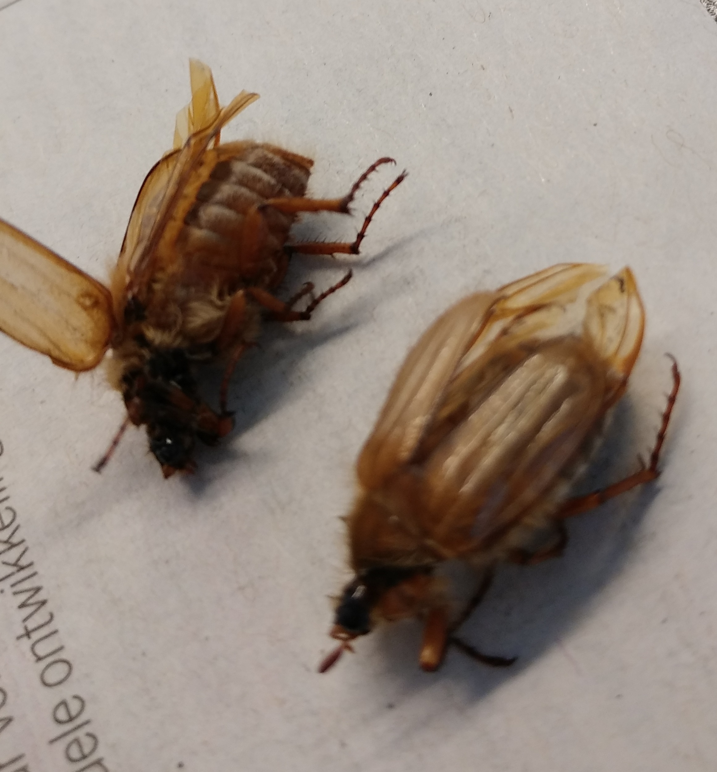 Kevers vliegen rond balkon 10 hoog